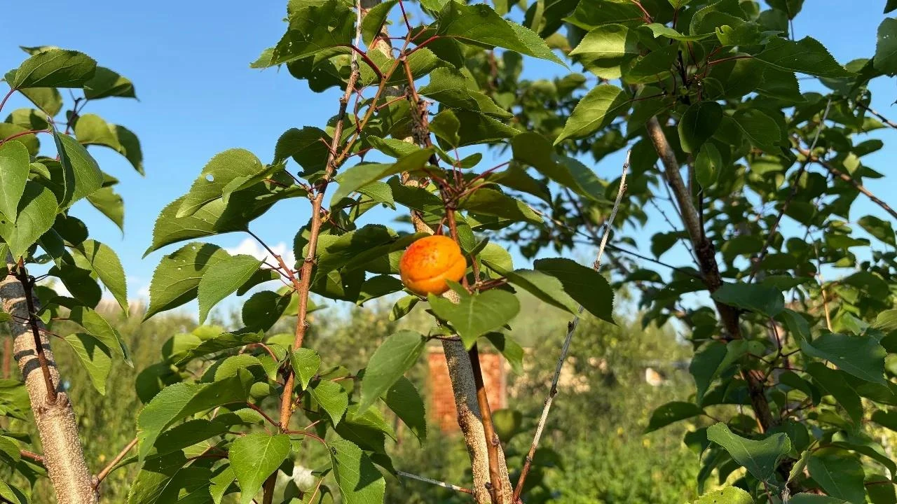 Сладкая награда за терпение и труд 🍑🌳