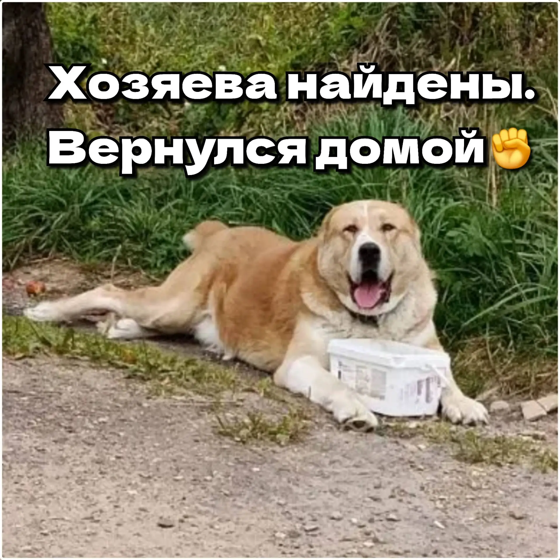 Пёс из поста: https://vk.ru/wall-228940348_12507 вернулся домой. Хозяева увидели объявл...