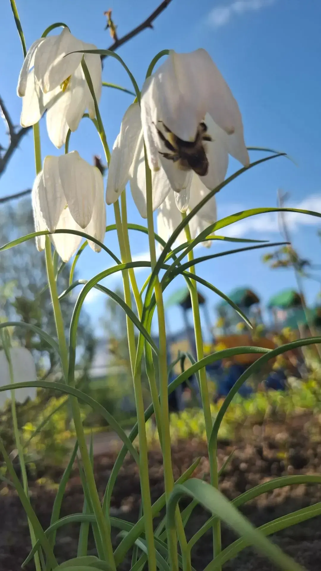 🌷Северные цветы действительно обладают удивительной стойкостью и неповторимой, яркой красотой! Особ