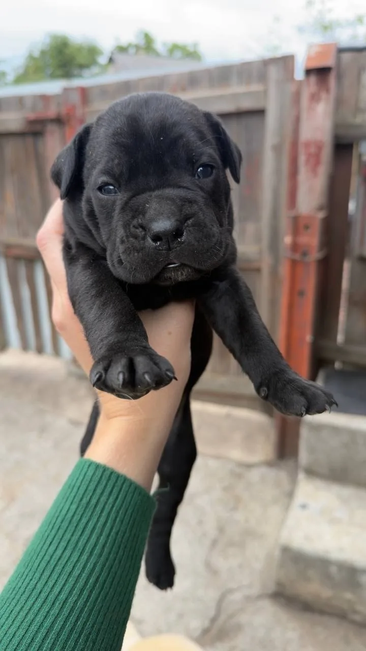 🖤🖤🖤 Готовятся к продаже чистокровные щенки кане-корсо 🖤🖤🖤