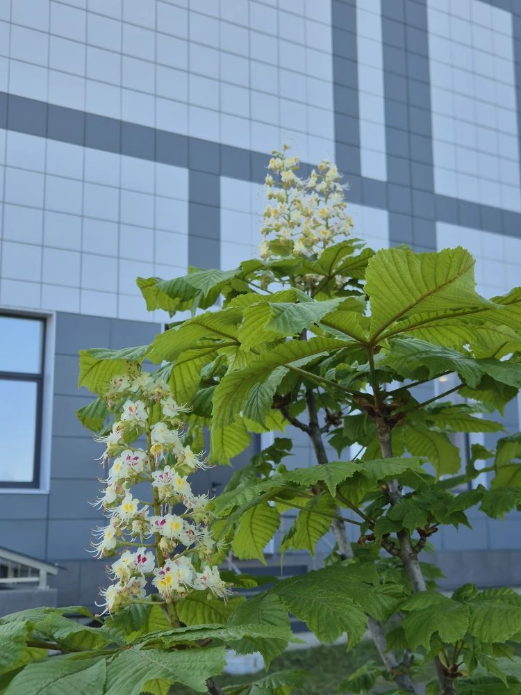 На территории корпуса "Перспектива" впервые зацвели молодые каштаны! Красота!