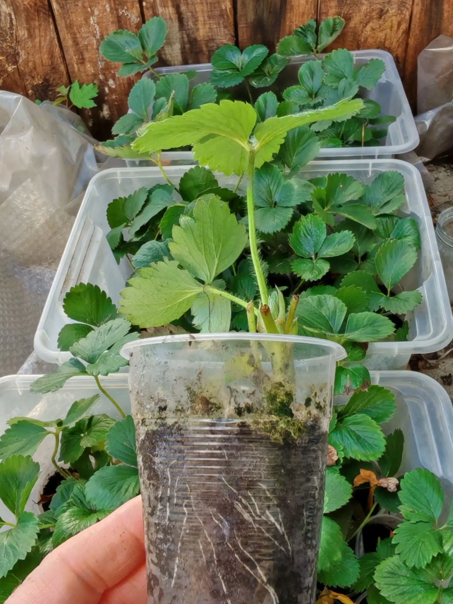 У каждого садовода есть свой секрет. 🌱