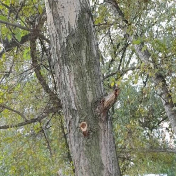 🌳 После обрезки деревьев на Грина остались ветки