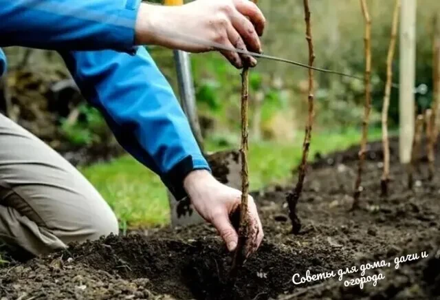 🍂 Посадка малины в октябре