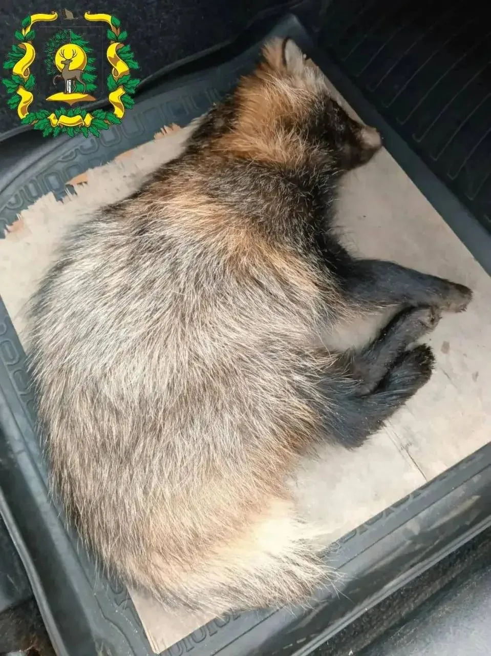 🦝 В Дзержинске спасли енотовидную собаку, сбитую автомобилем