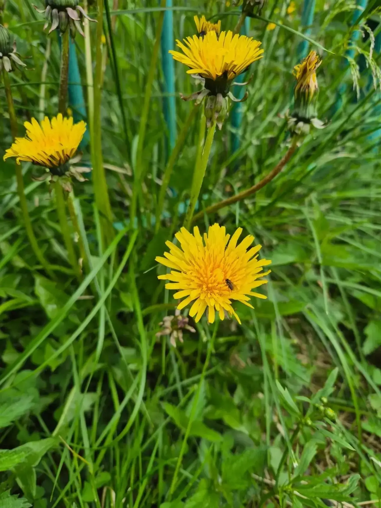 Внимание! В младшей группе зафиксирован «цветочный бум»! 🌻🌼
Наши малыши с головой погрузились в ми