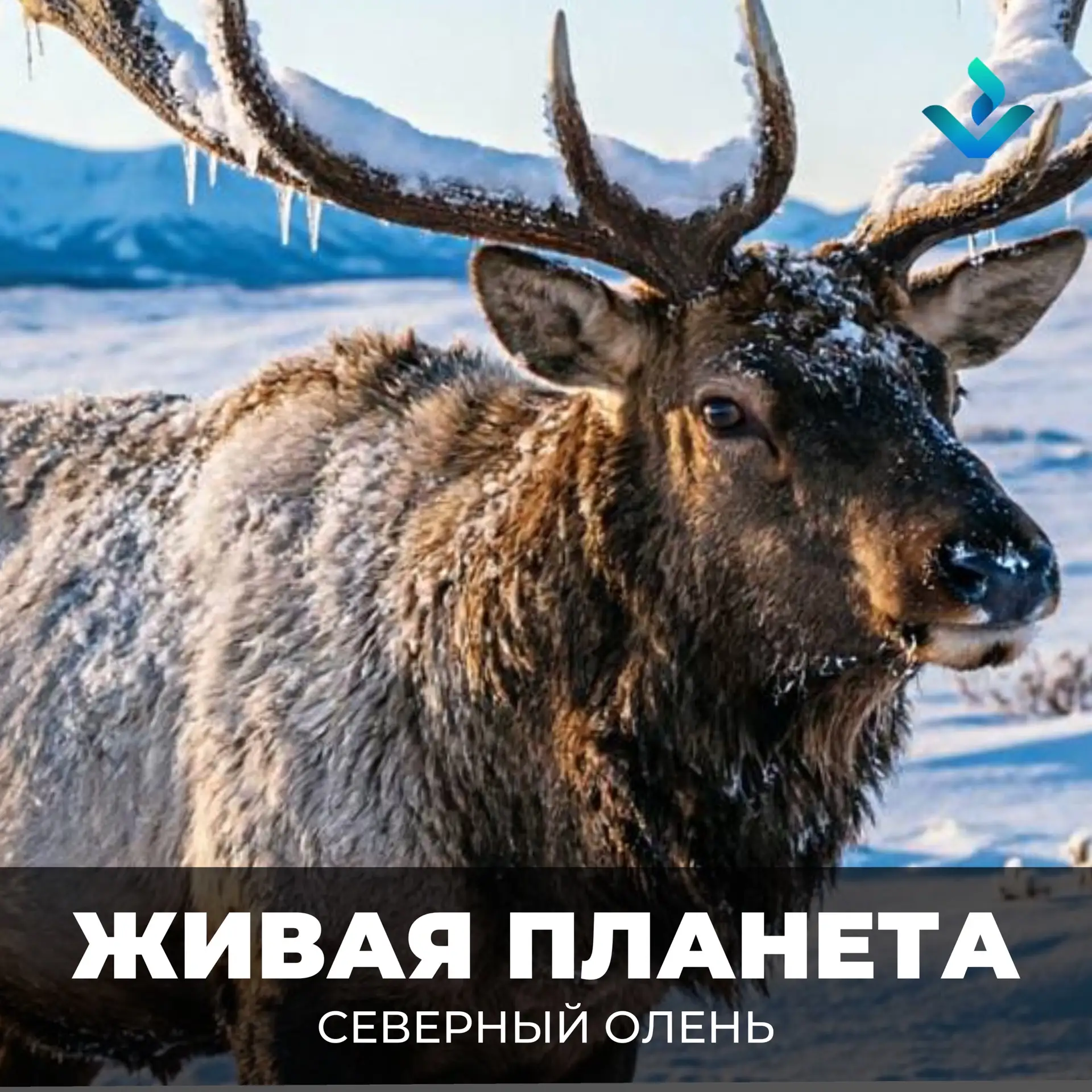 🦌 ЖИВАЯ ПЛАНЕТА: Северный олень   Северный олень — реальный хозяин тайги и тундры Югры, символ стойк