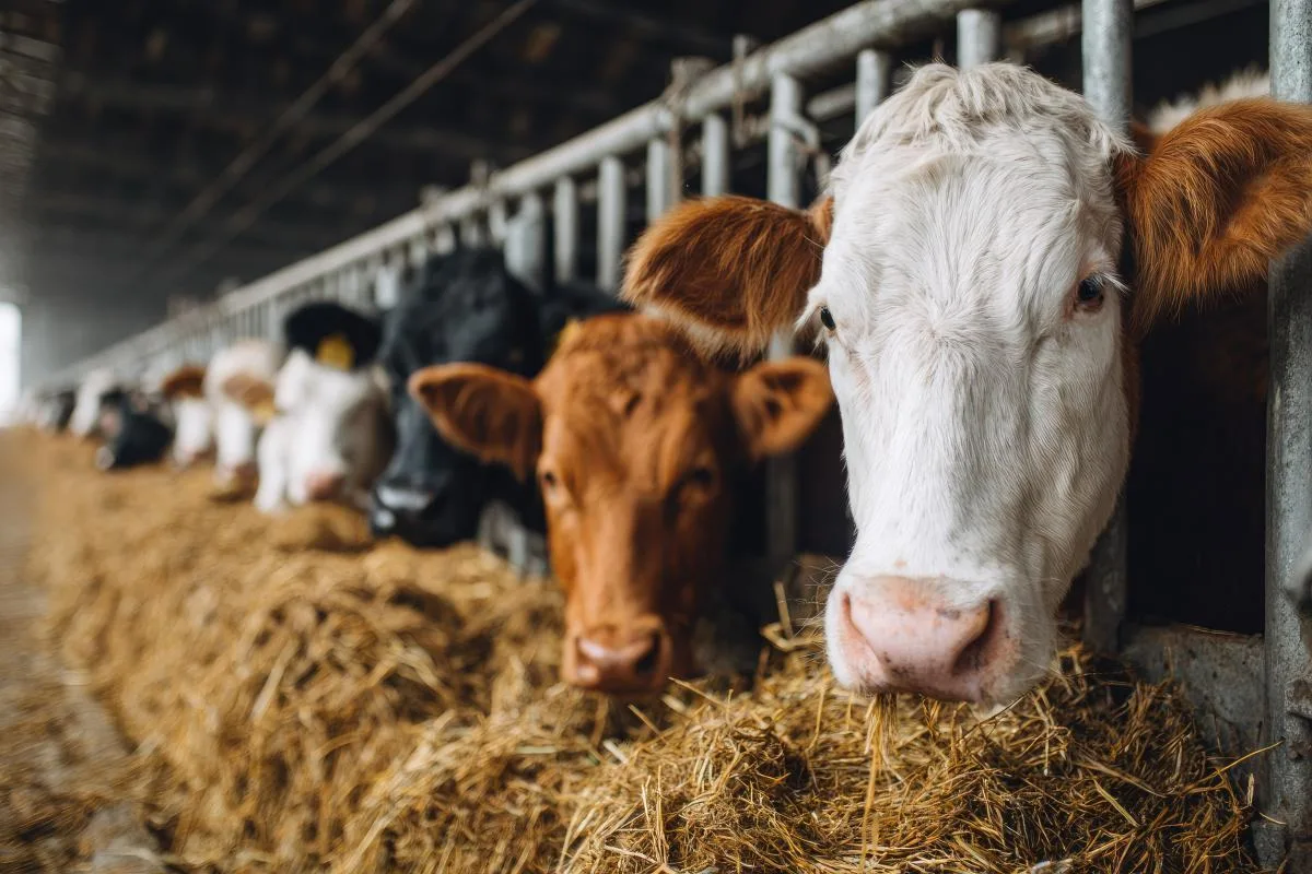 🐄 Животноводство — одна из ключевых отраслей нашего района: именно она обеспечивает жи...