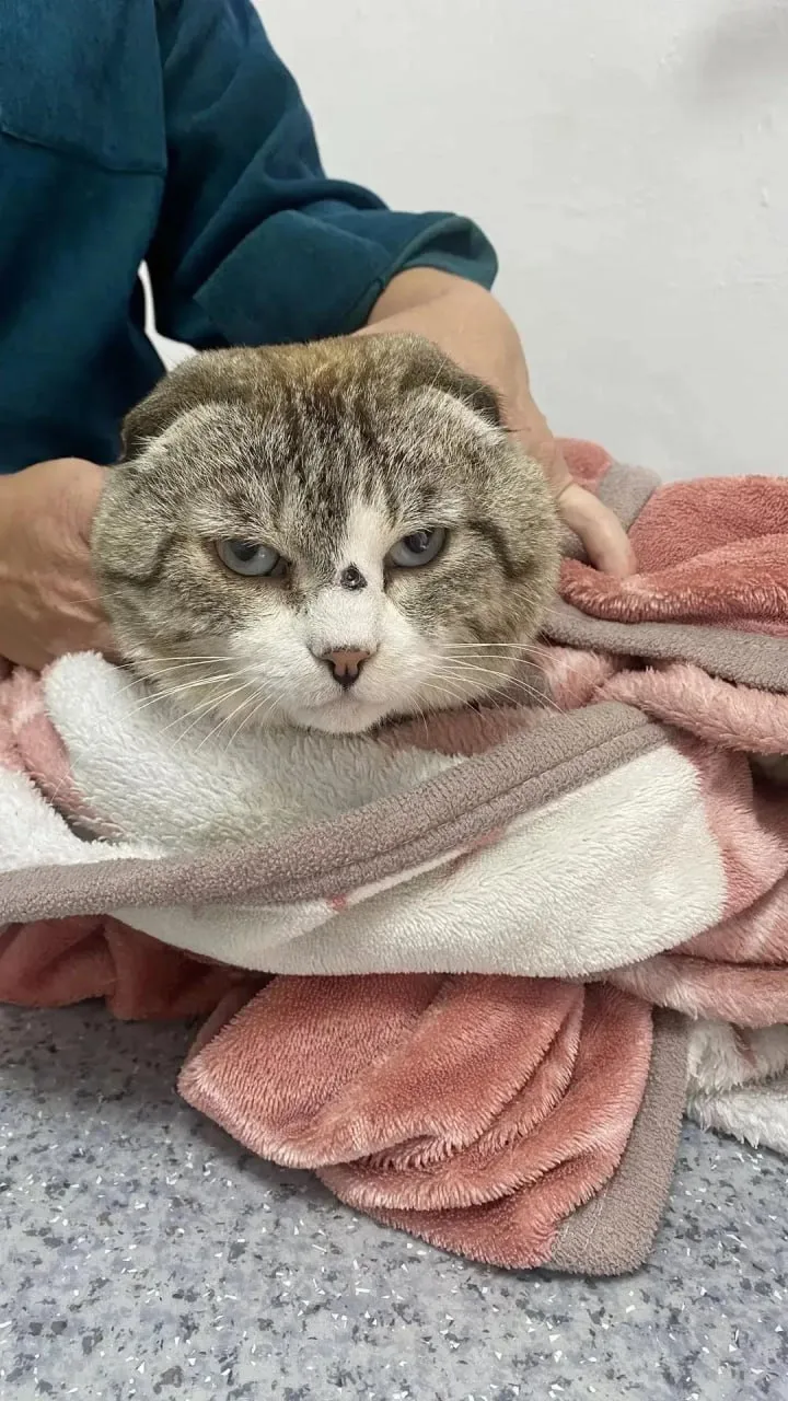 🐱 Кот Барсик из Бохана получил пулю в переносицу — врачи спасли