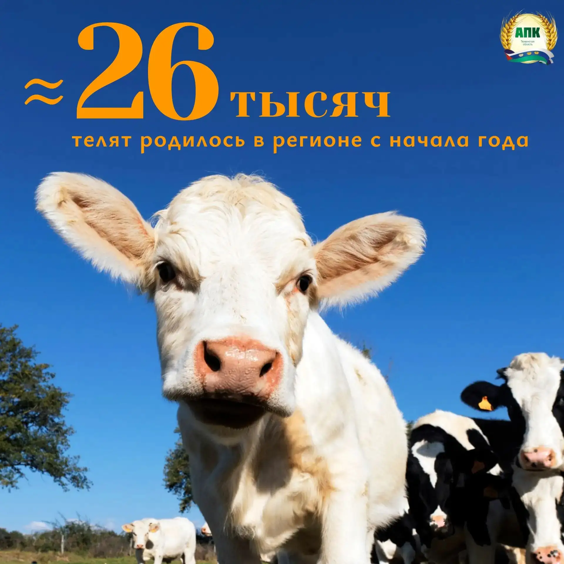 Почти 26 тысяч телят родилось в Тюменской области с начала года
⁣
🐄В тюменских хозяйствах продолжае