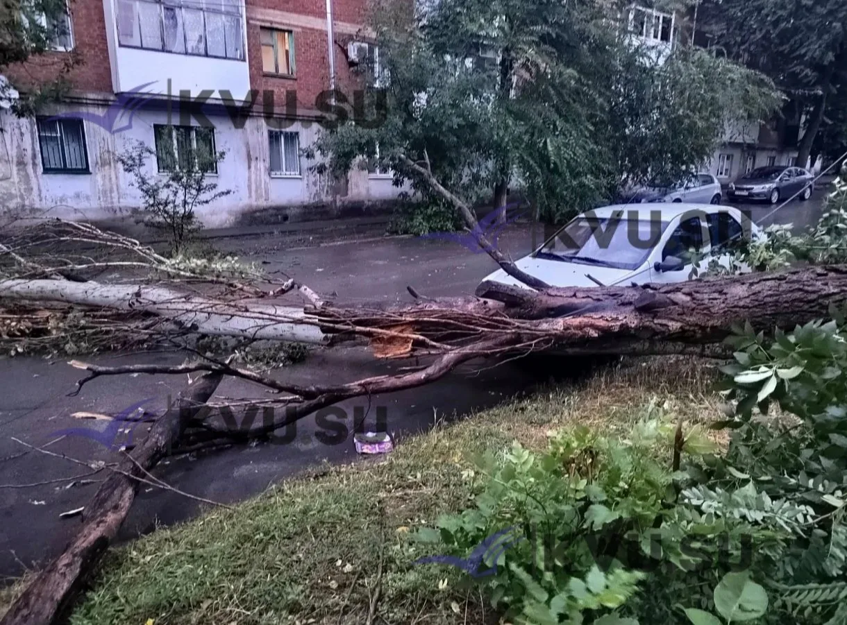 Дерево упало в миллиметре от авто