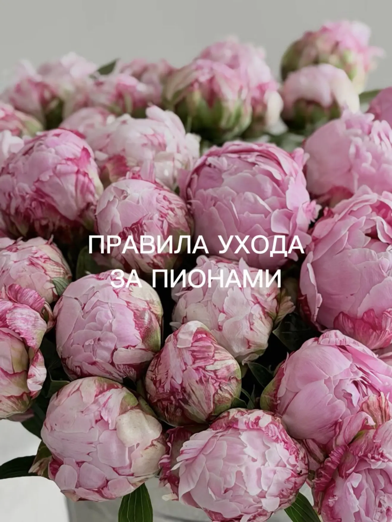 пионы - самый желанный цветок мая и июня