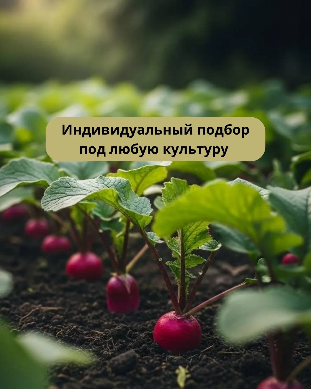 Почему у нас не один продукт для всех культур?