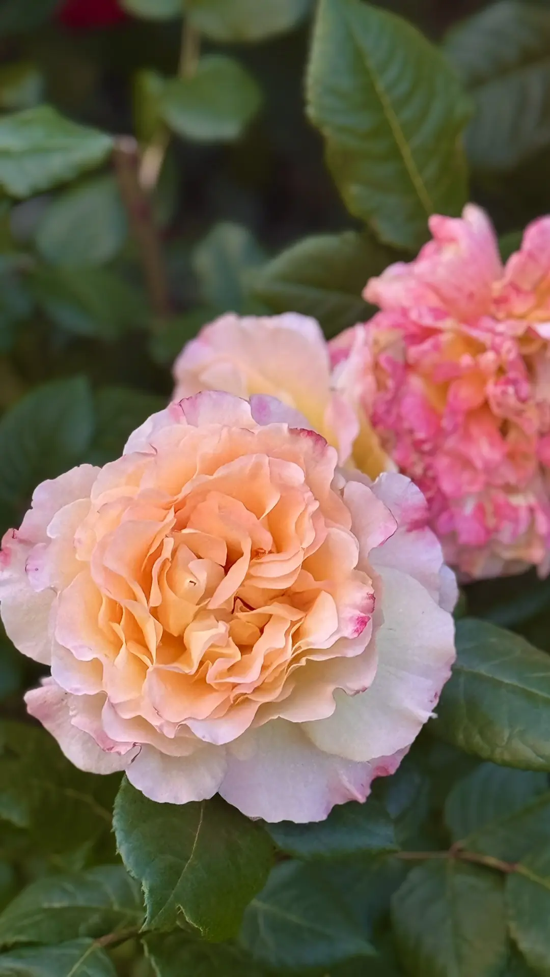 🌹 В Сириусе можно собрать целую палитру из одних только роз 😊