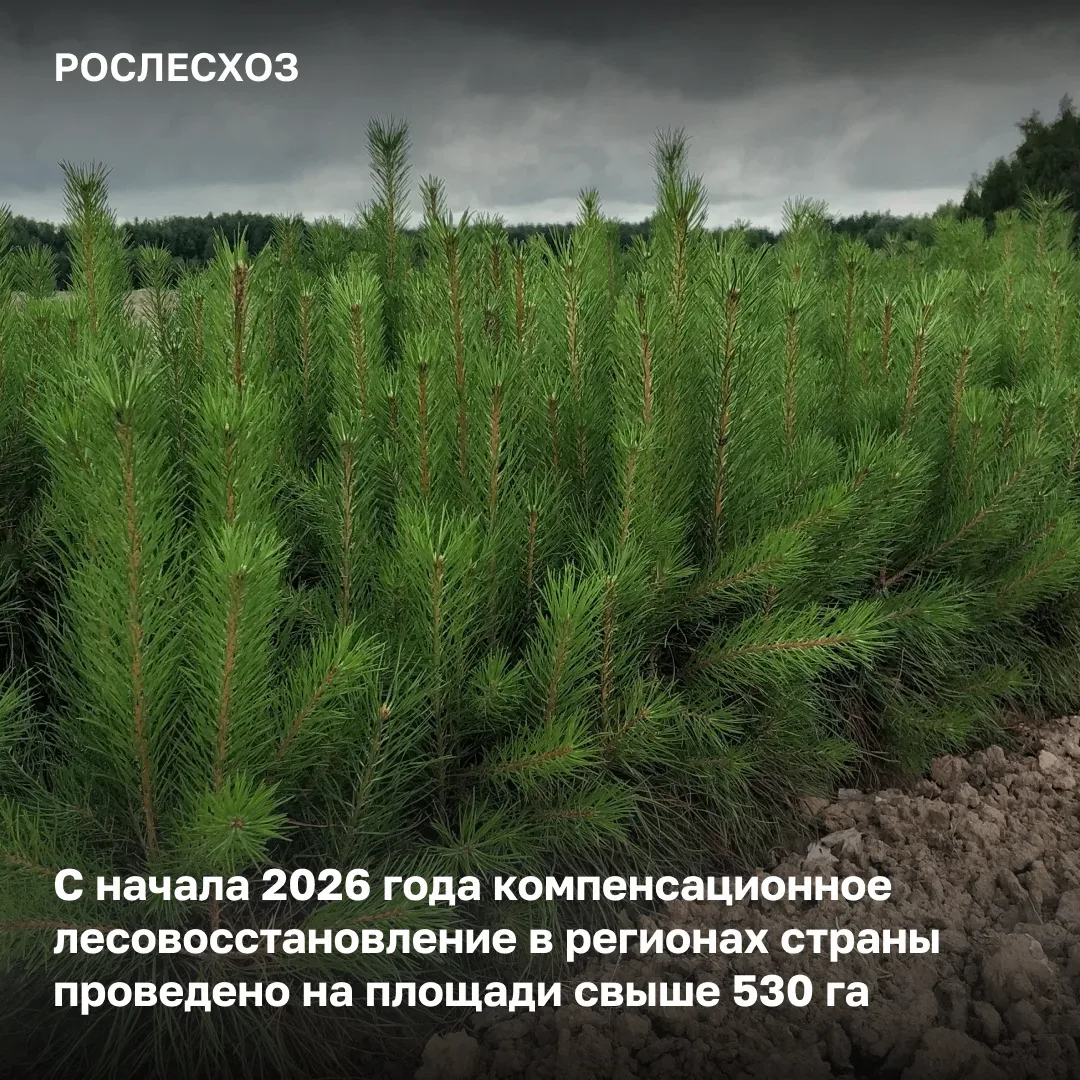🌱 Работы по компенсационному лесовосстановлению стартовали в семи федеральных округах ...