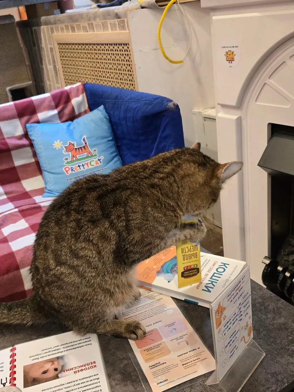 #котофейЕмеля и #котофейТарзан, оказывается, обладают природным талантом держать мальт-...