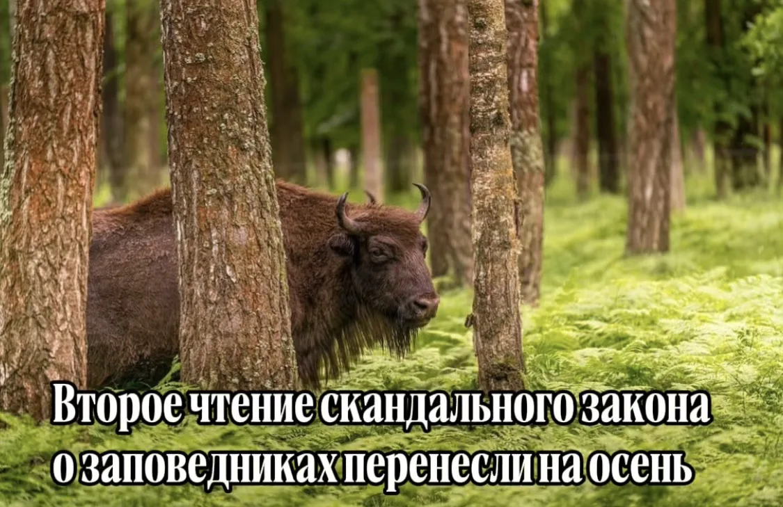 🍂 Второе чтение скандального закона о заповедниках перенесли на осень