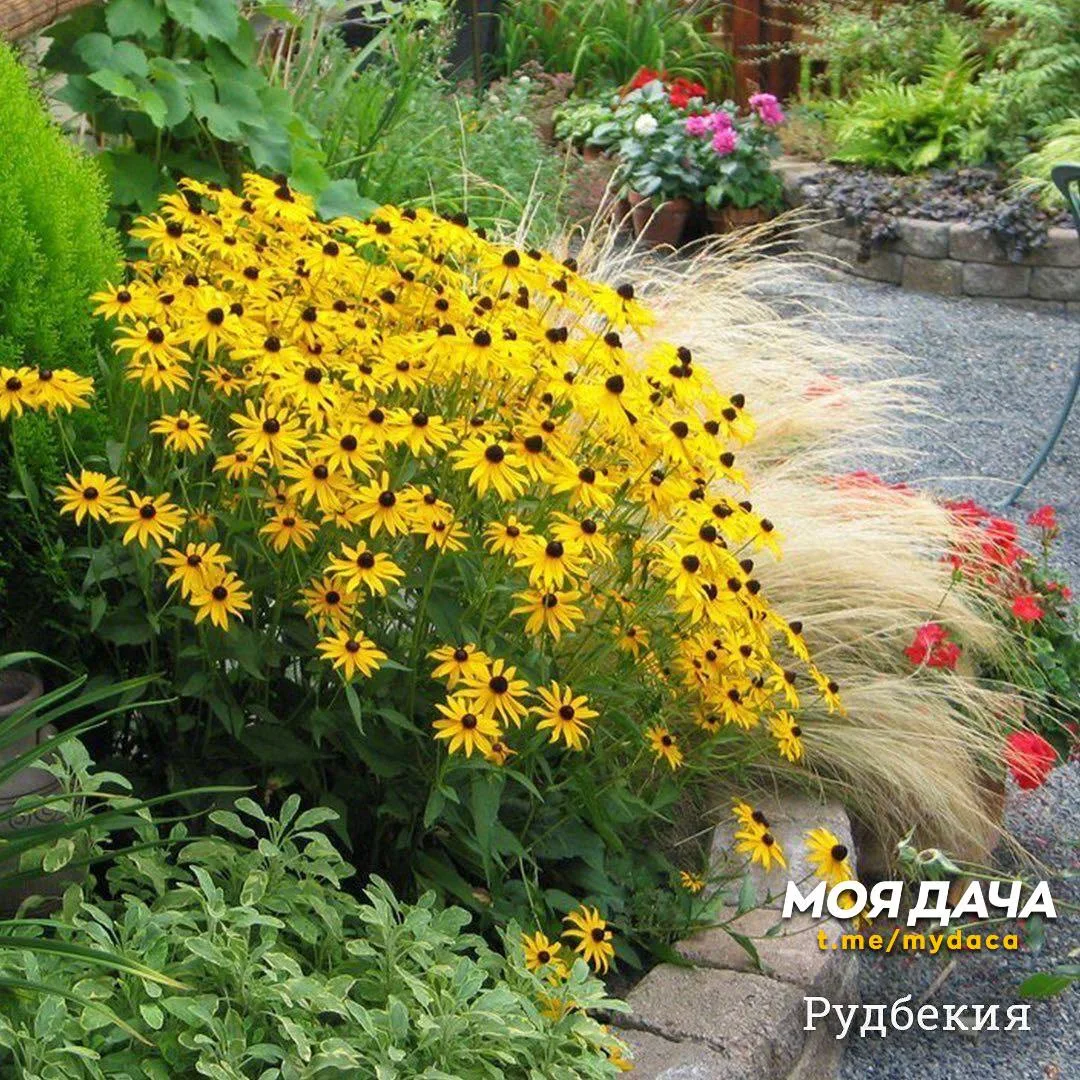 Многолетники, которые не болеют 🌸  Самые выносливые культуры, славящиеся отменным иммунитетом. Яркие