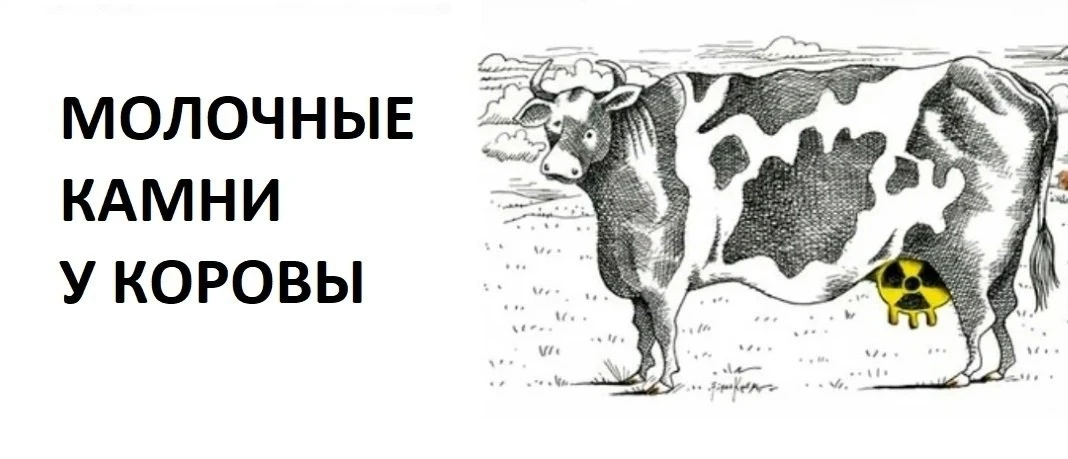 Что такое молочные камни у коровы🐄