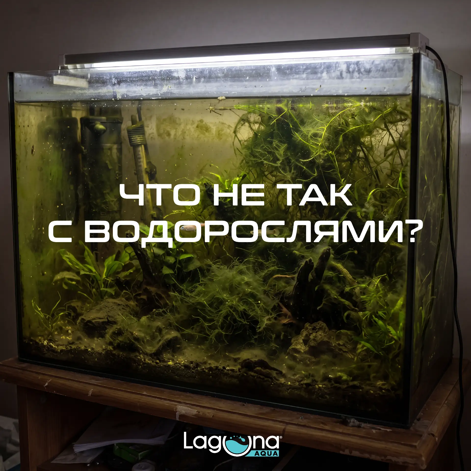 🪸Водоросли в аквариуме: враги или индикаторы?