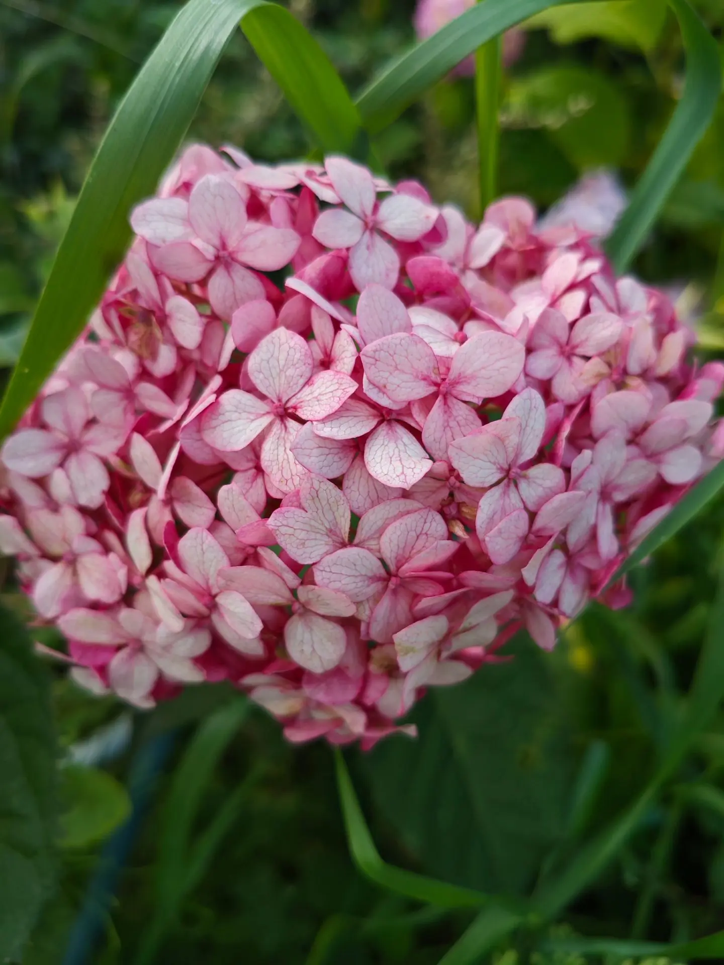 Розовые древовидные гортензии: сорта, которые ломают стереотипы 🌸