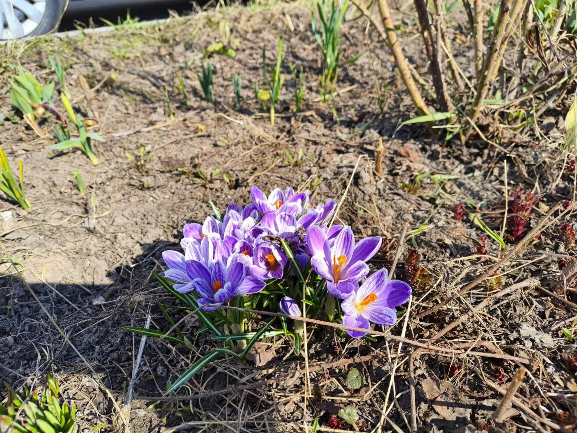 Первоцветы на Лескова возле храма Живоносный Источник 🌼🌿