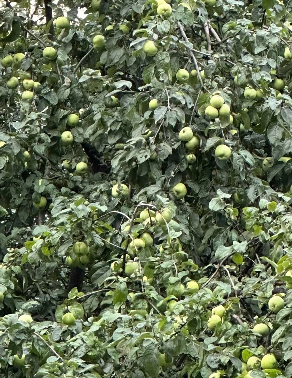 🥰На Новочерёмушкинской улице расцвела настоящая красавица

Во дворе на Новочерёмушкинской улице вни