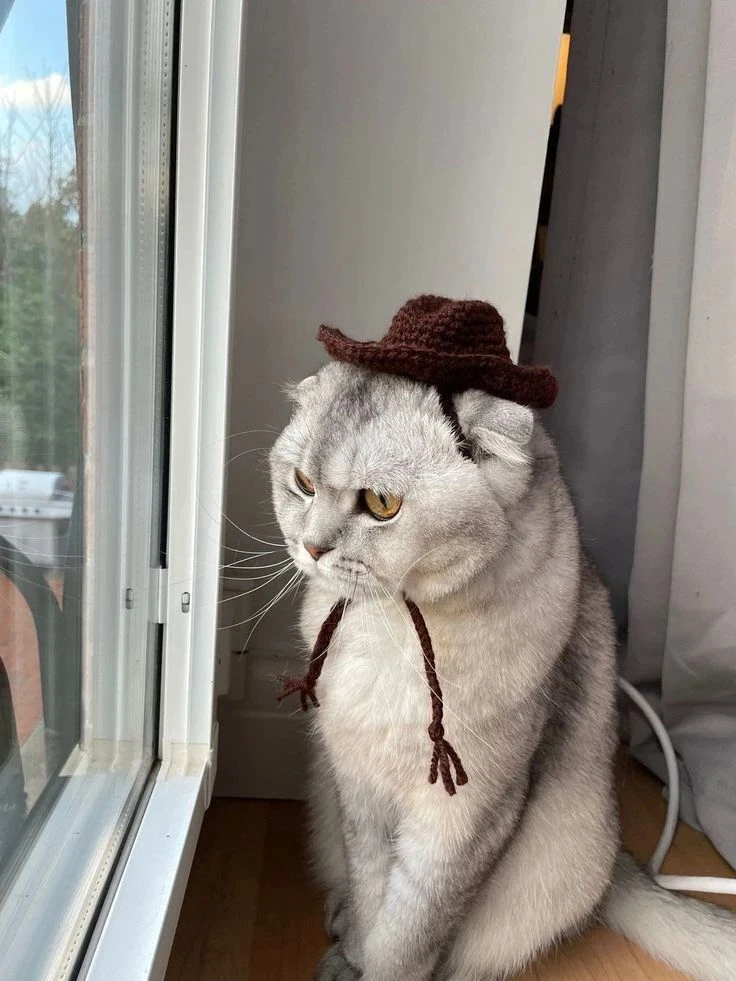 😽 Котики в вязаных шапочках