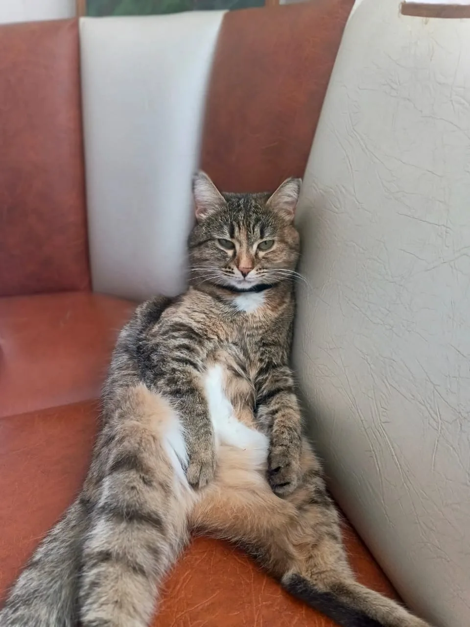 Кошка Машенька, подобрали котёнком на улице когда шли домой со школы 🌟