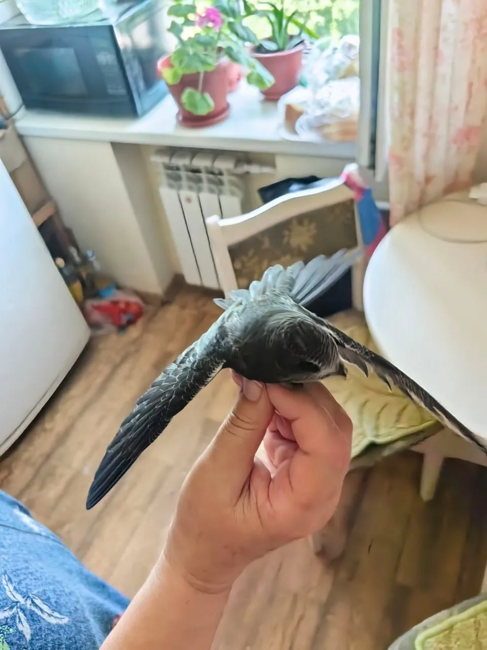 Здравствуйте, нашли птенца. Скажите, пожалуйста, что за птичка.