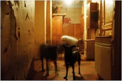 🐶 В Татарстане хотят ужесточить правила содержания домашних животных в квартирах
