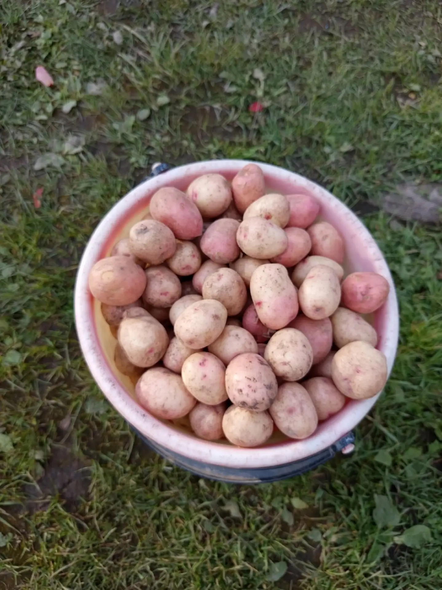 Продам картошку(средняя) ведро 7л, 200₽