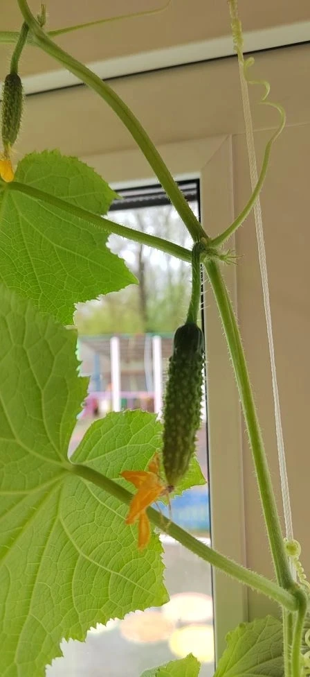 ✨ Огуречные чудеса в группе «Котята»! ✨🥒
