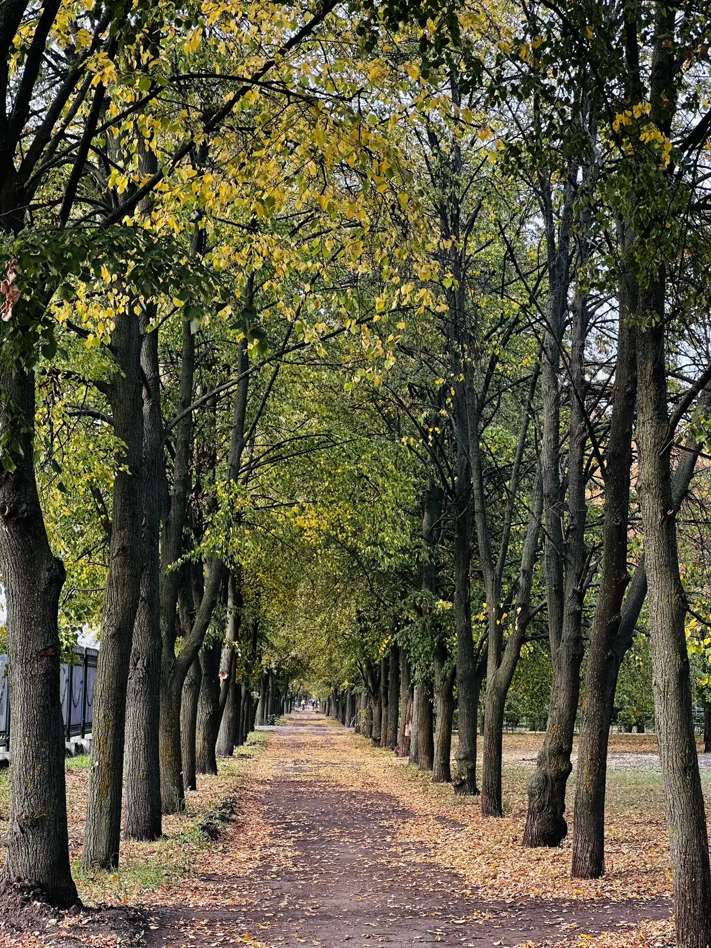 🍂 Как прогнать осеннюю хандру: 5 простых способов вернуть бодрость