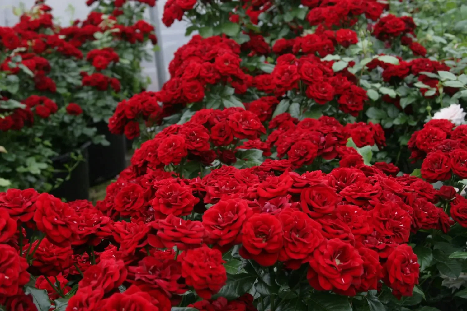 🌹 Роза Лаваглут — насыщенный бархатный красный, который не выгорает  Lavaglut — проверенная временем