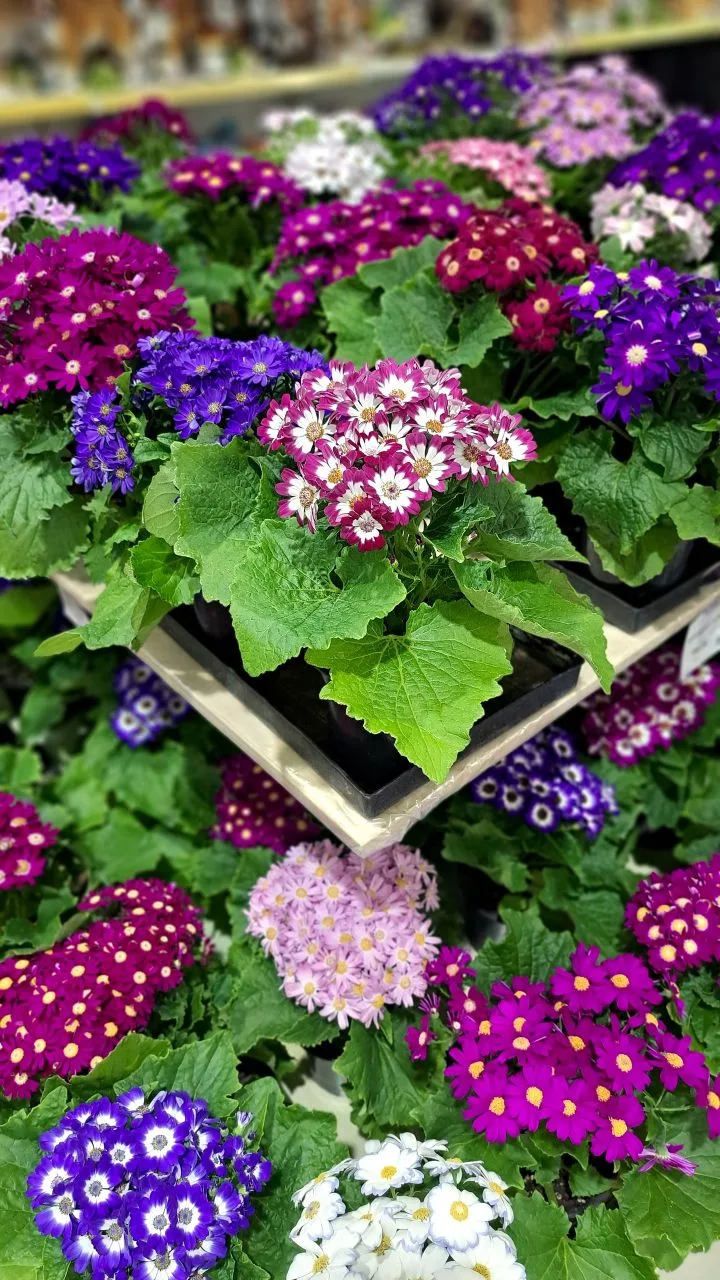 🌸Чудесная цинерария станет прекрасным подарком на 8 марта! 🌸