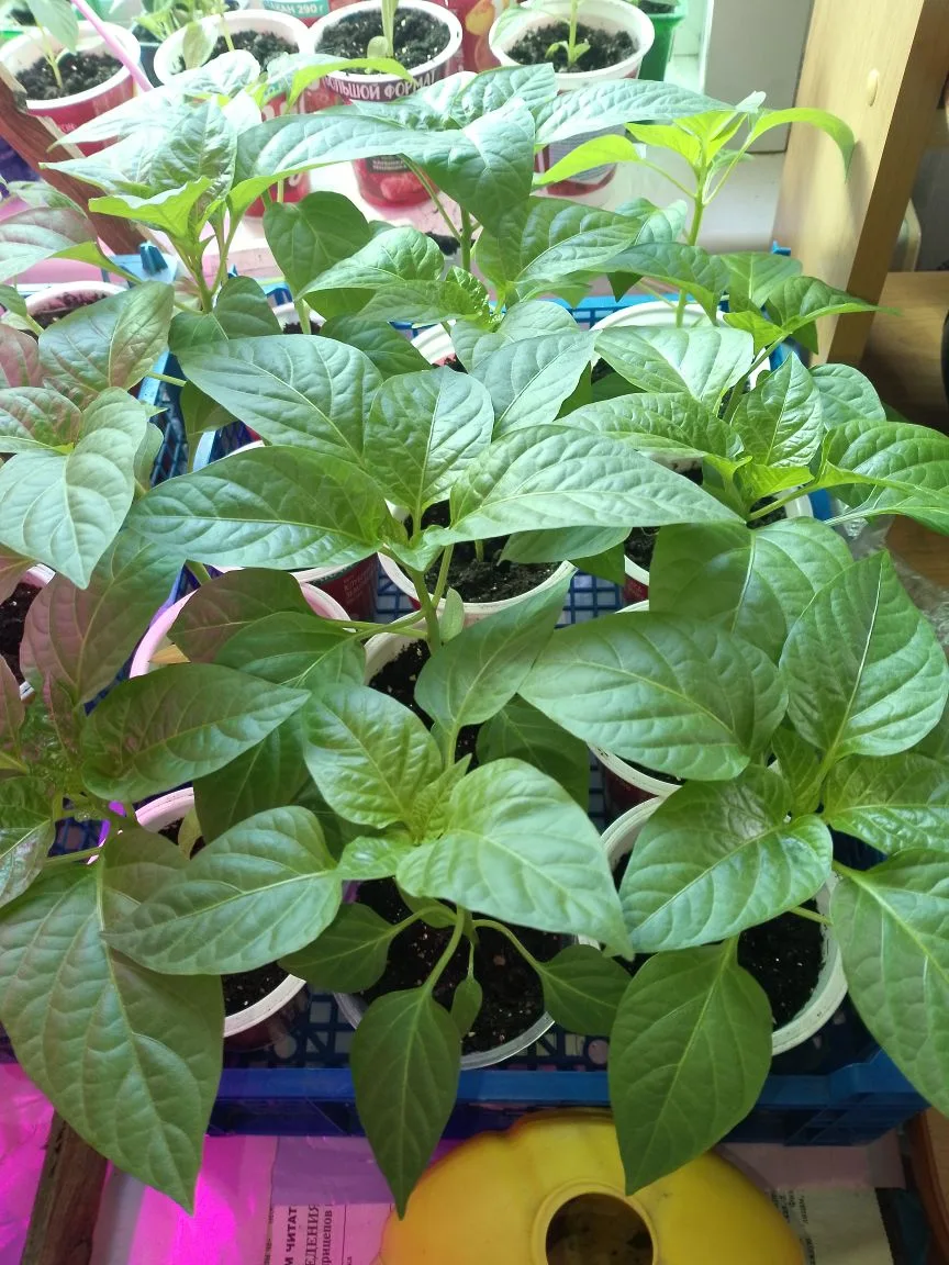 Рассада растёт.Скоро будем высаживать🤗🤗🤗