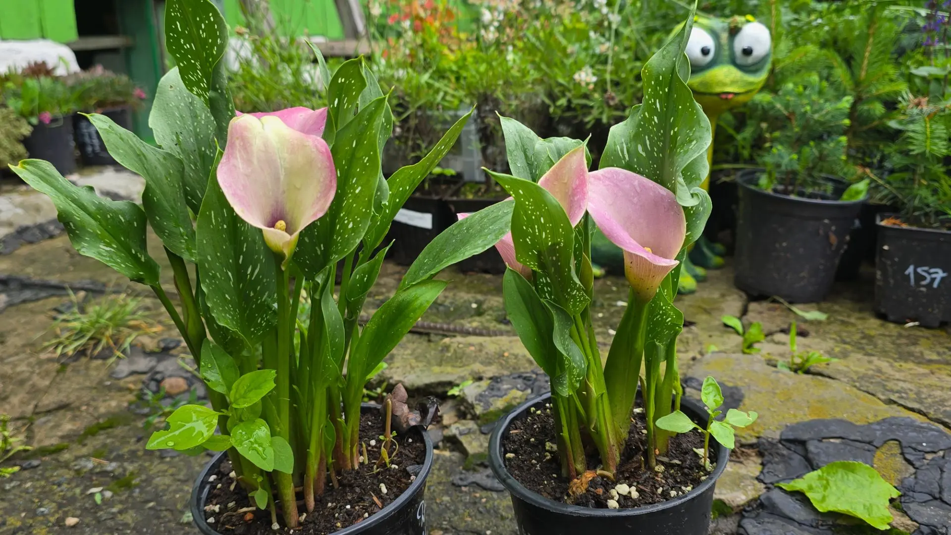 🌸 Новинки и обновления 🌱