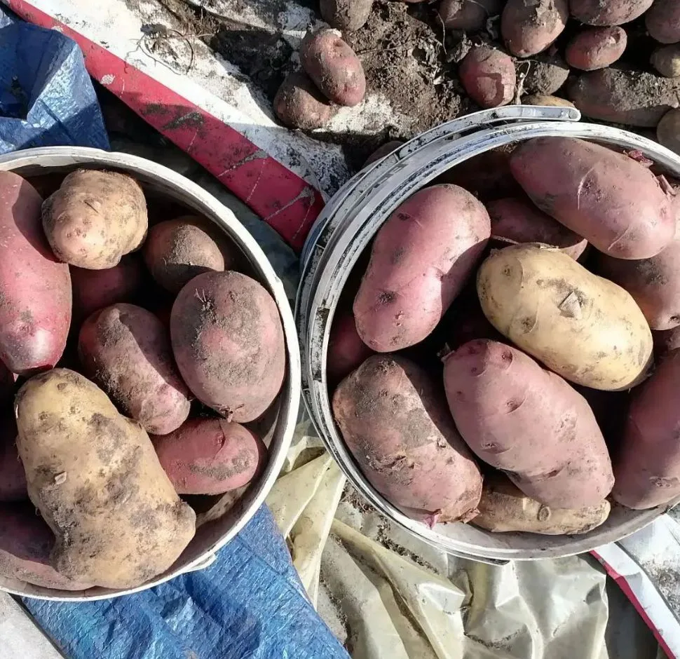 Продам картофель из Улетовского района. Цена 2500 руб./мешок (6 вёдер 10 л). Самовывоз ...