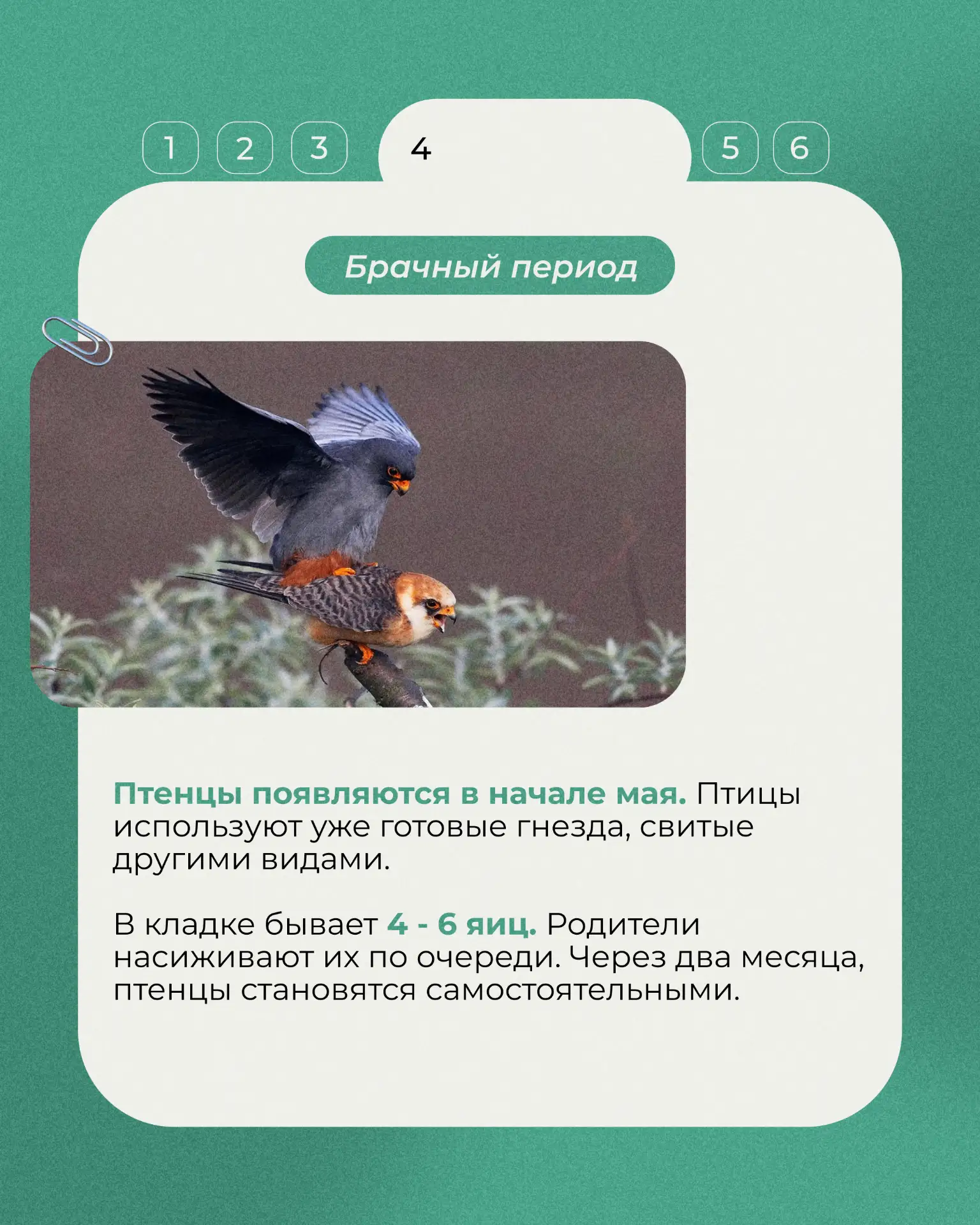 Начнем с миниатюрного хищника семейства соколиных - кобчика. Эта птица размером чуть меньше голубя, 