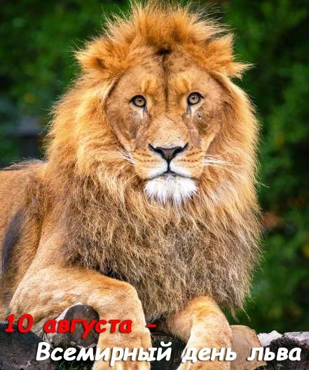 🎉 10 августа — Всемирный день льва! 🦁✨