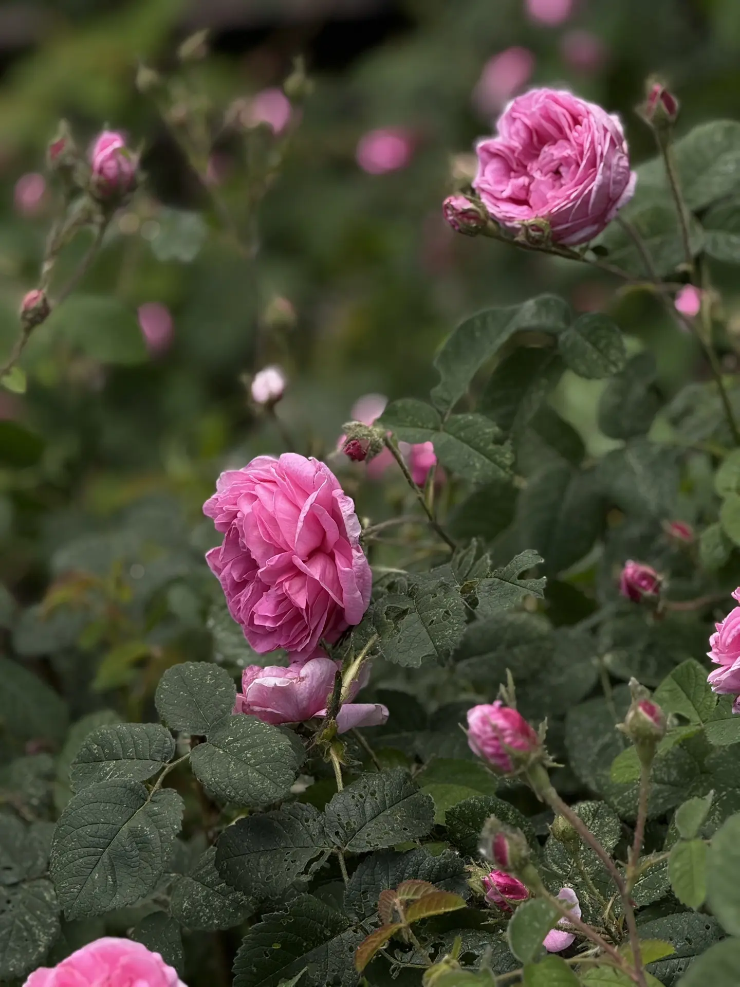 Всех с началом новой рабочей недели, друзья🌸

Хорошего дня!