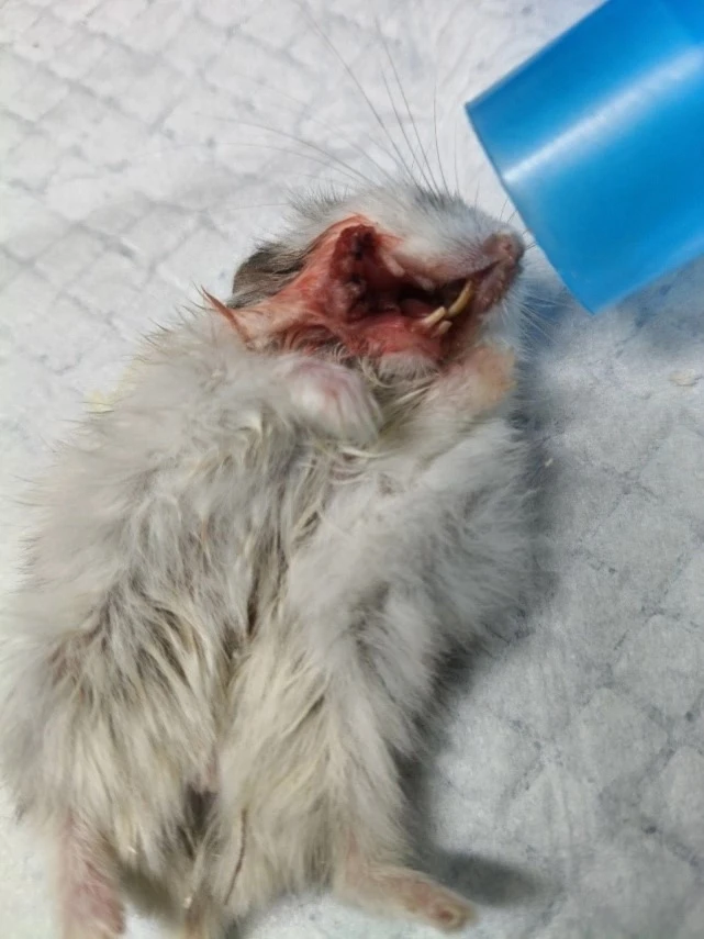 🐹 Защечные мешки у хомяков: что нужно знать владельцам.