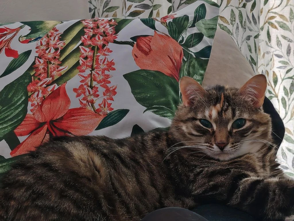 Мурпур,это снова я,Маруся😽
