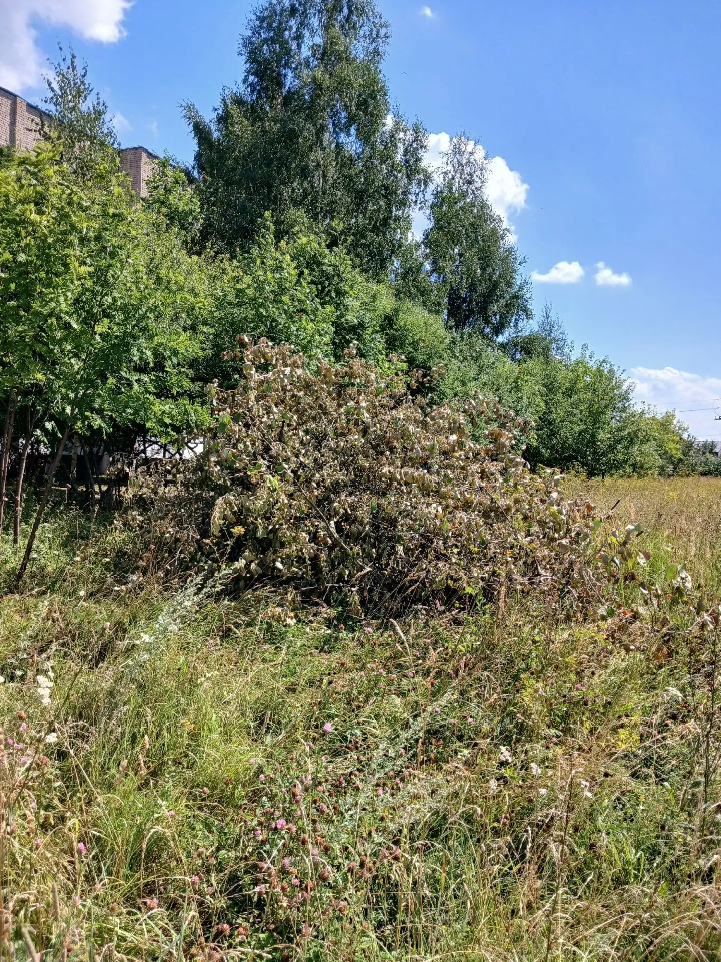 Прислали: 

Бессовестные люди,кладут ветки Пролетарская 2,уже не в первый раз.