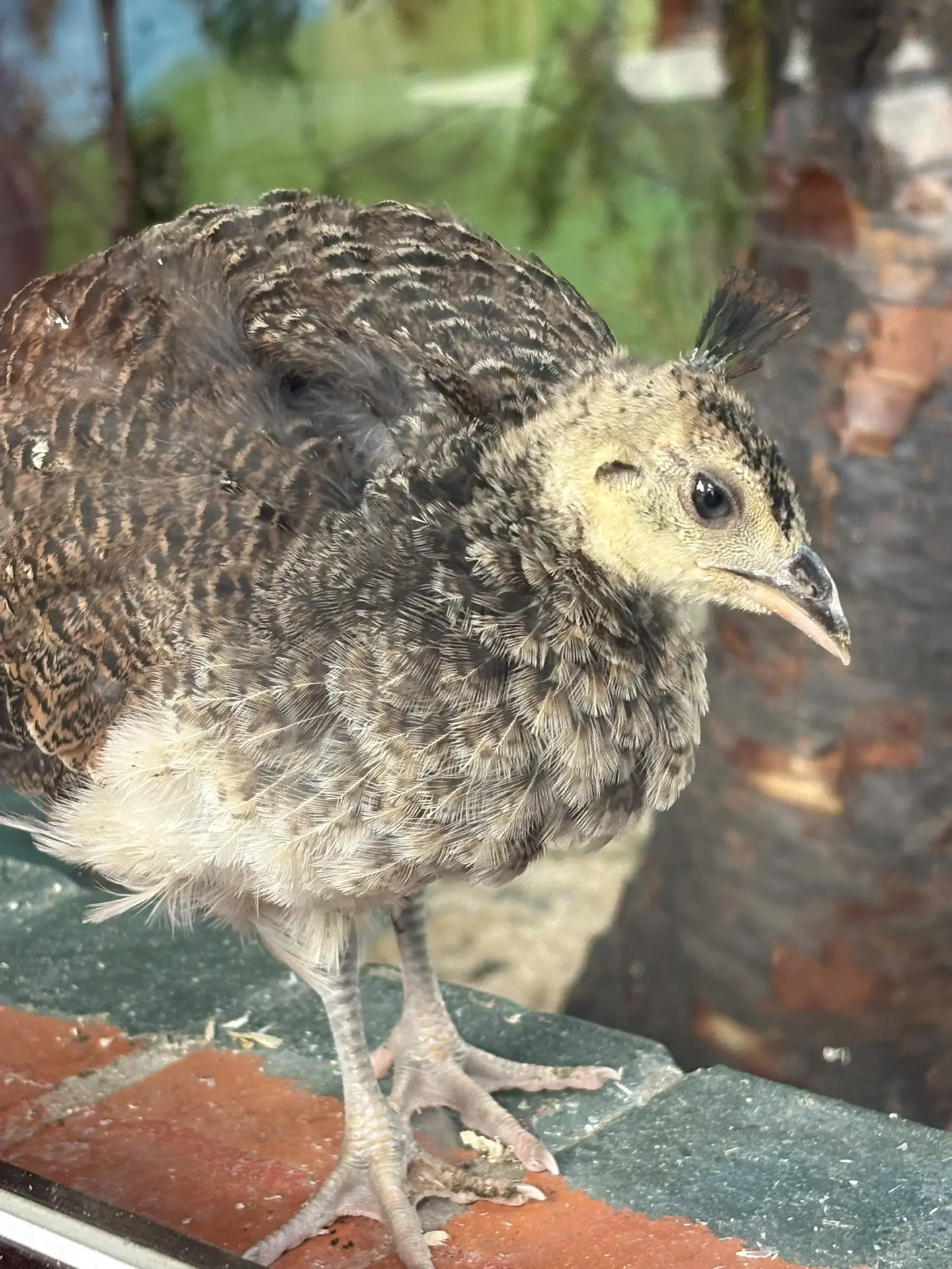 Внимание, знатоки! 🦚