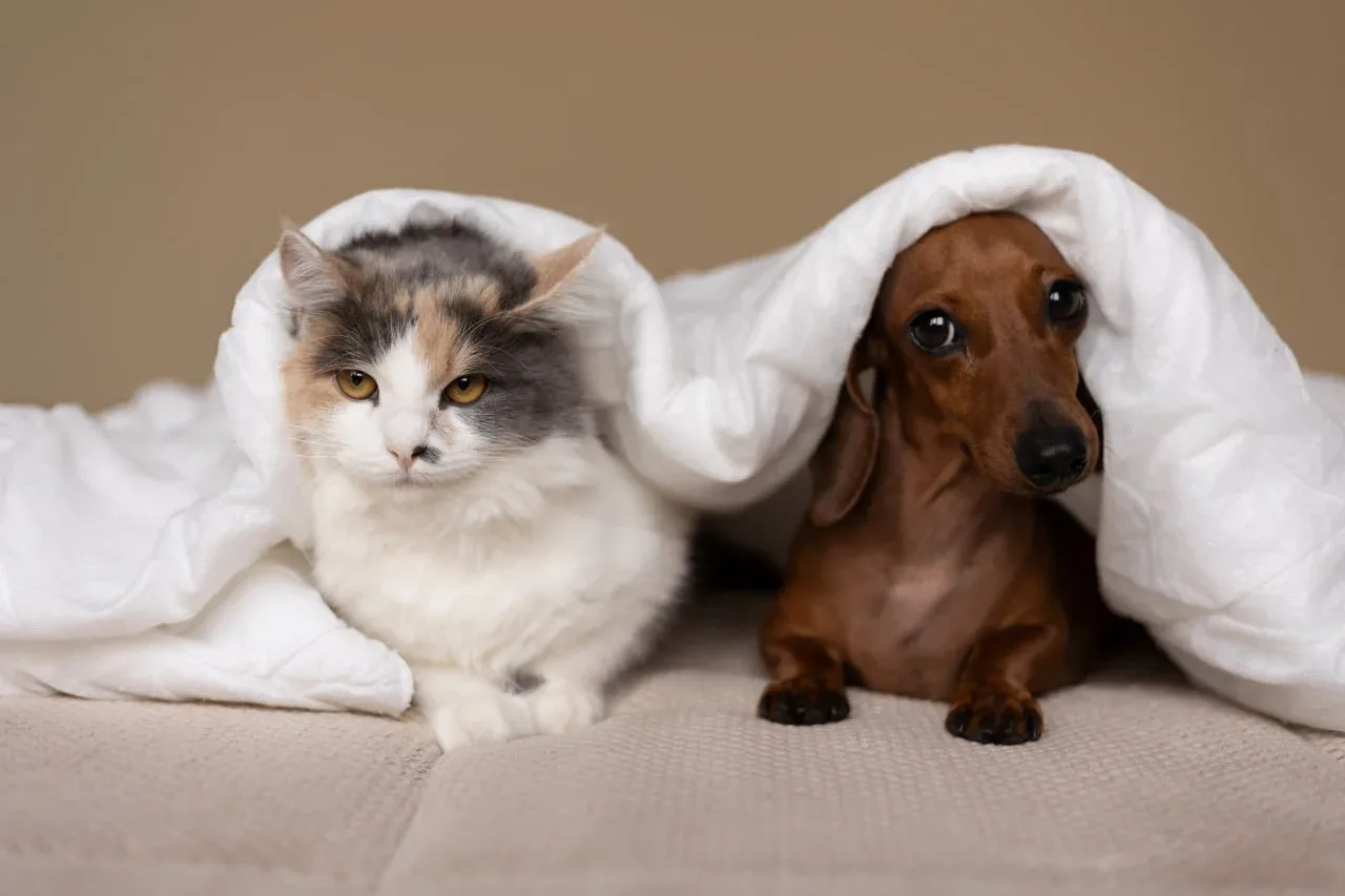 🐈 Кого выберет каждый знак зодиака: кошку или собаку