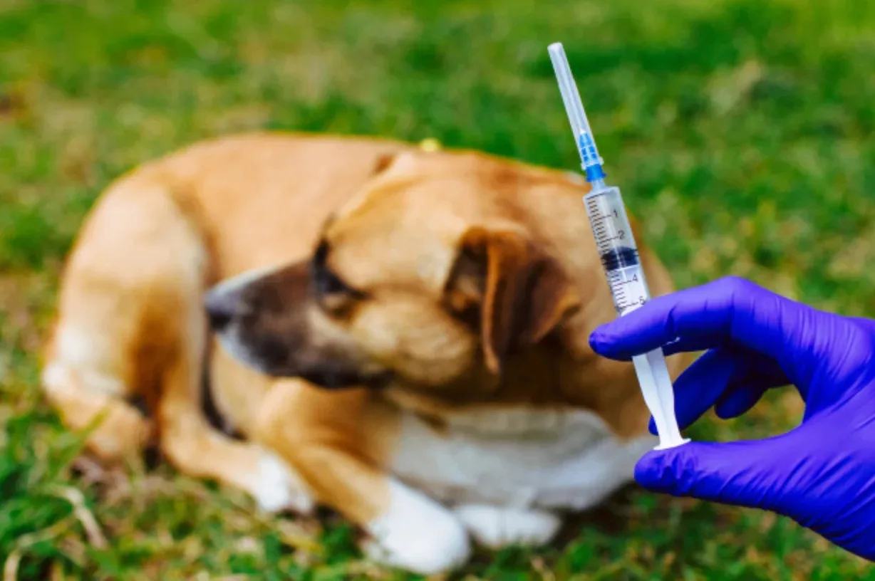 Итоги вакцинации против бешенства 💉
В период с 8 по 11 июня специалистами ОГУ «Дергачевская райСББЖ