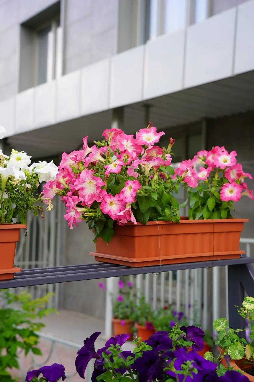 Новая свежая летняя неделя в Тихих Зорях 🌸