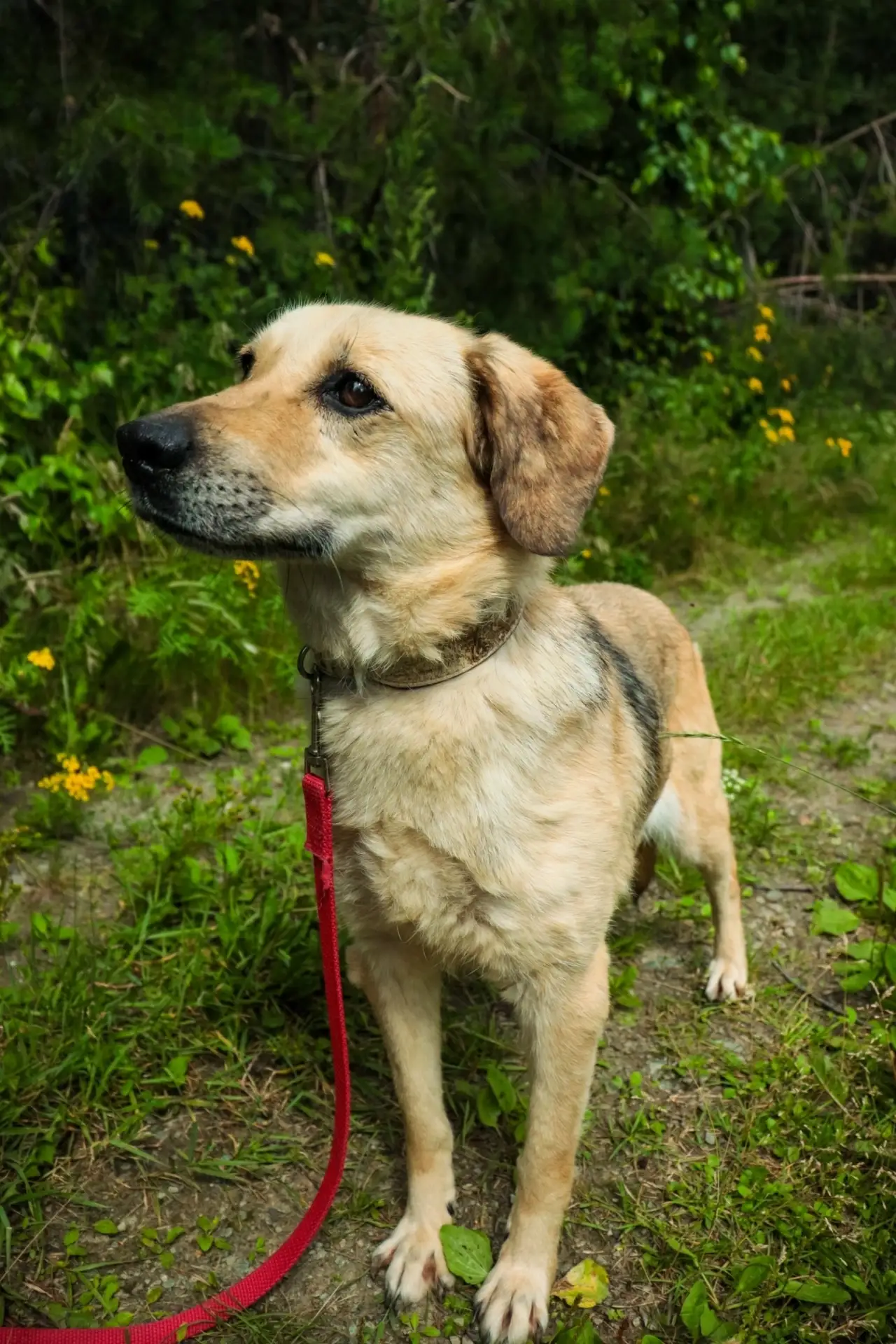 Лапочка Бани очень хочет домой!🌸🐕